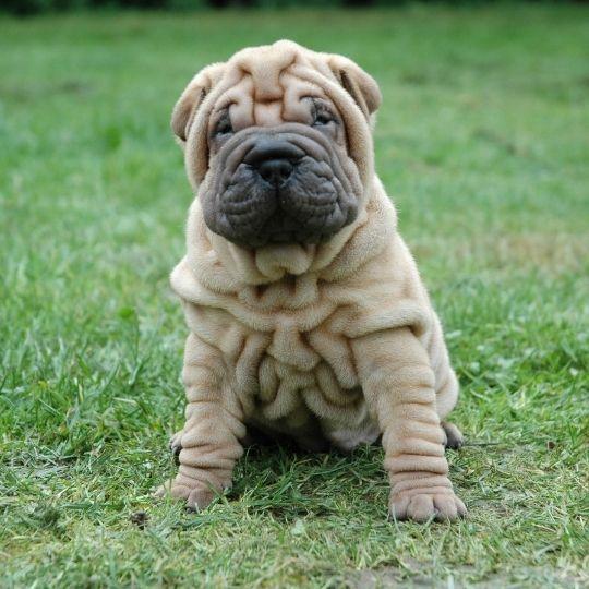 razas de perros chinas
