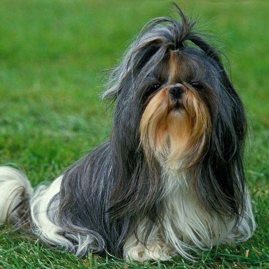 razas de perros chinas