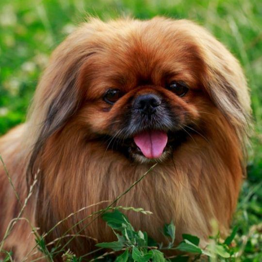 razas de perros chinas