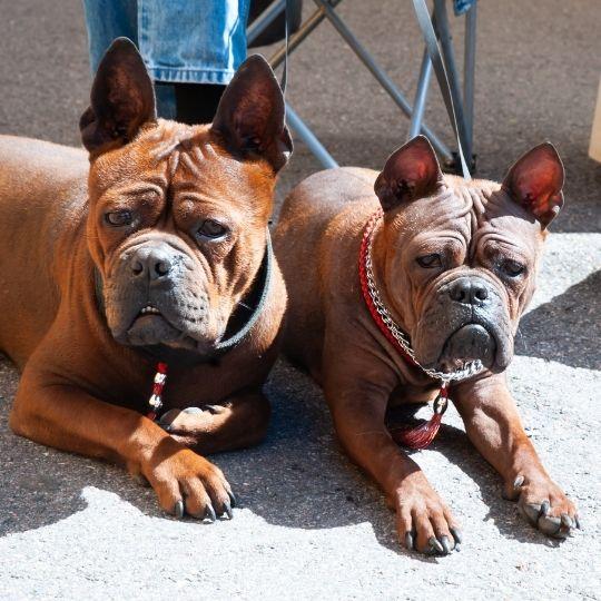 razas de perros chinas