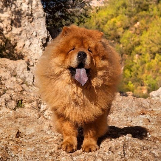 razas de perros chinas