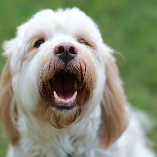 razas de perros chinas