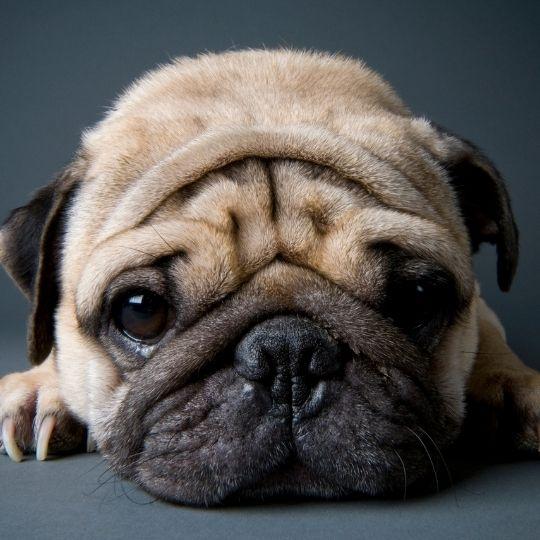 razas de perros chinas