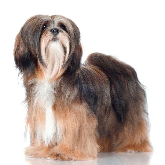 razas de perros chinas