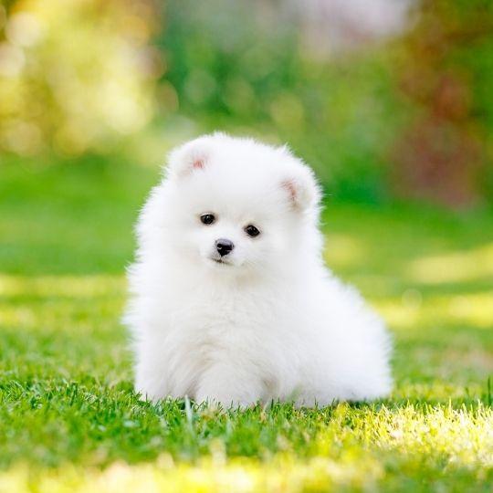 pomerania