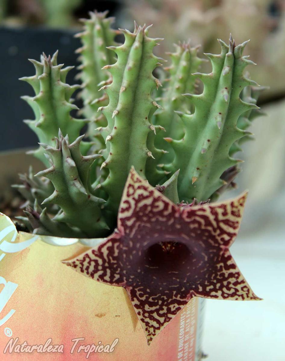 Vista de los tallos de la planta suculenta Huernia ˡTeresaˡ KMP 027