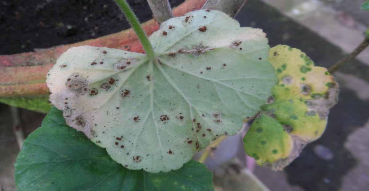 Roya enfermedades del geranio