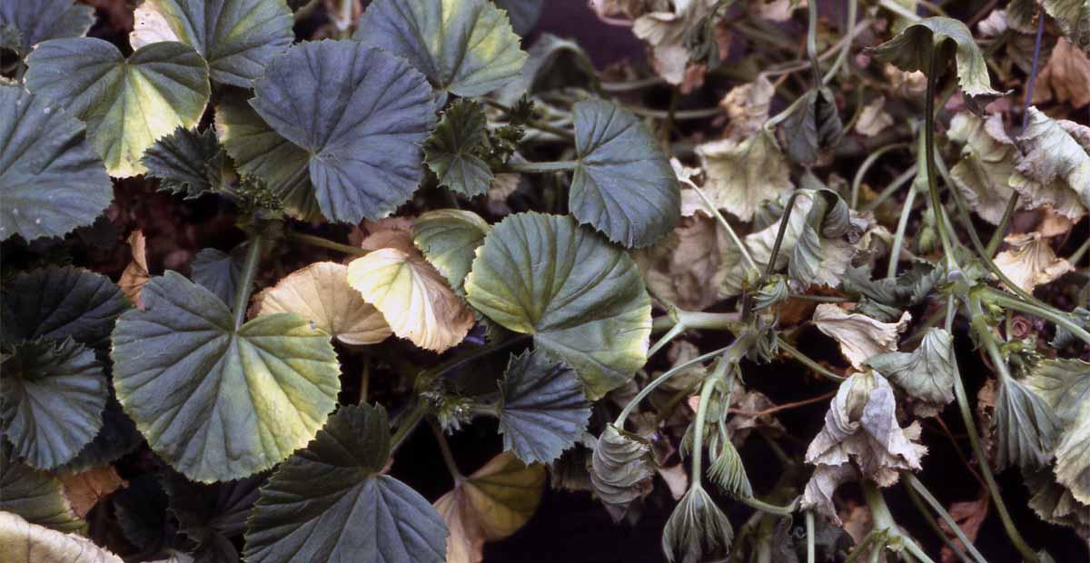 Verticilium en geranios