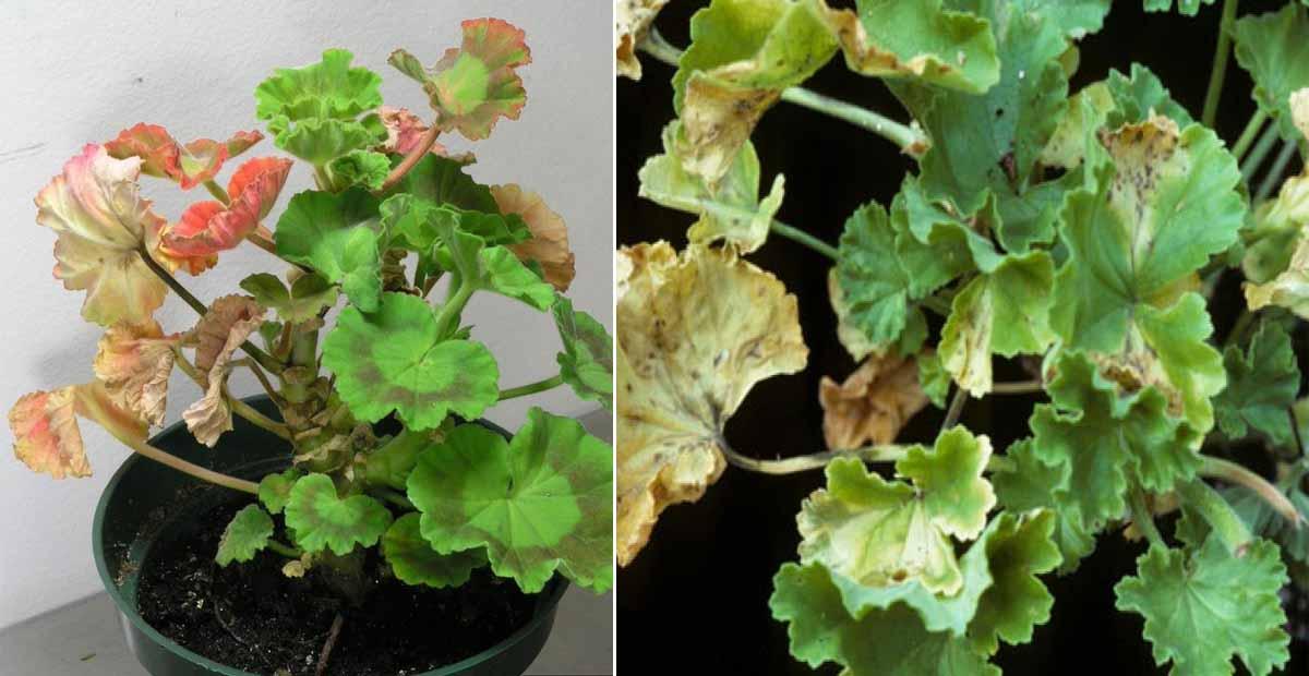 Xanthomonas campestris geranio