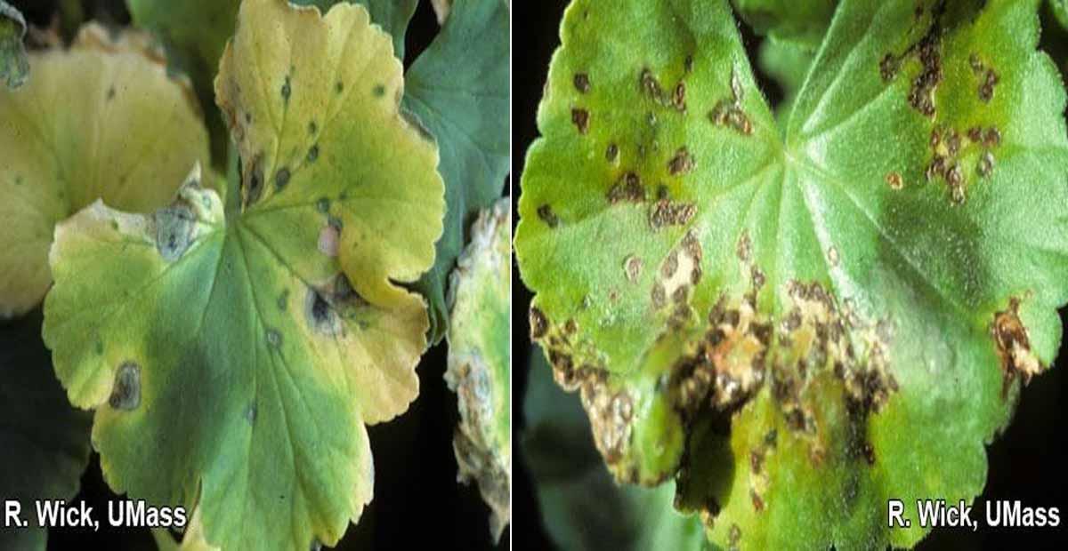 Pseudomonas en geranio