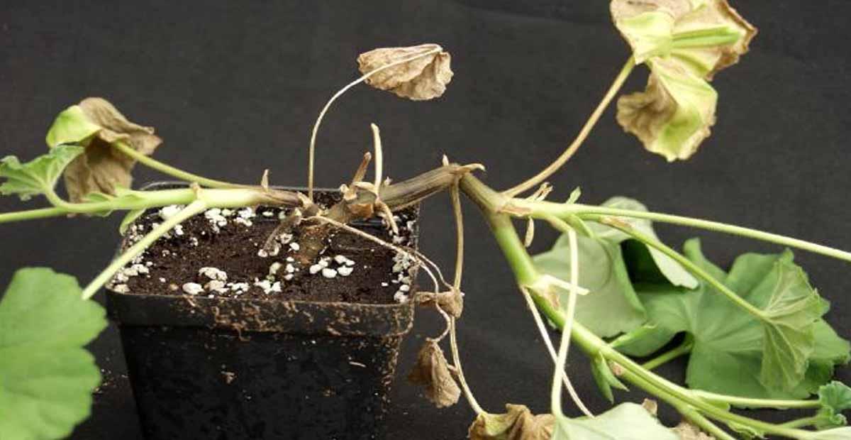 Ralstonia en geranio