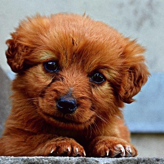 nombres de perritos