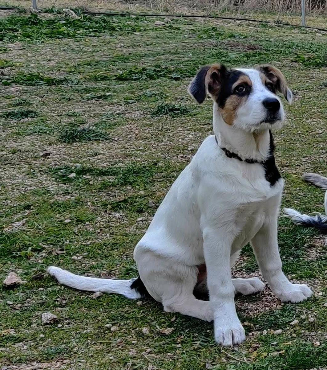 Educación canina de cachorros