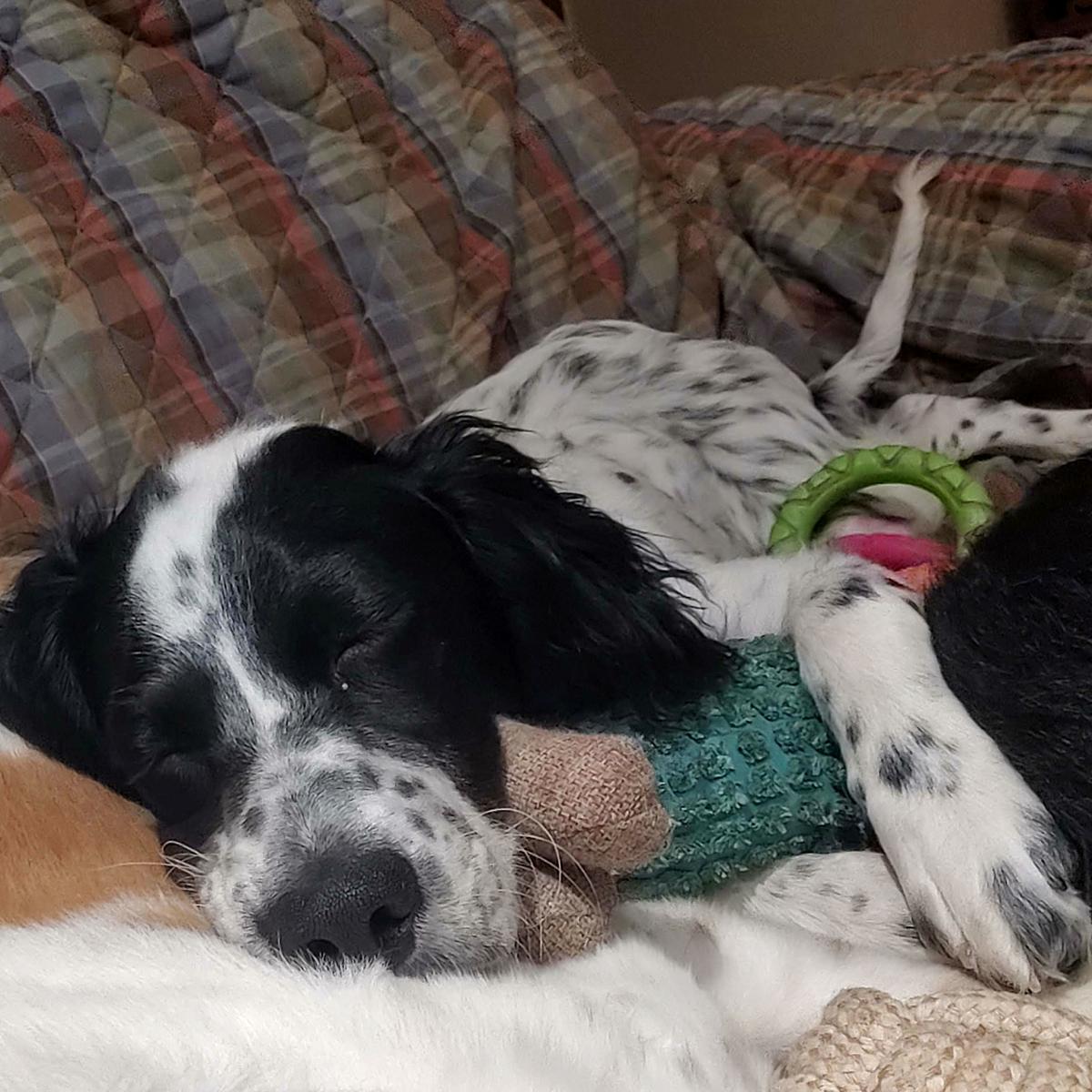Cachorra durmiendo