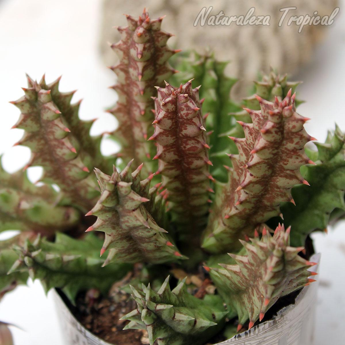 Tallos de la planta suculenta Huernia ˡ Black Bell ˡ clon 1 KMP 035