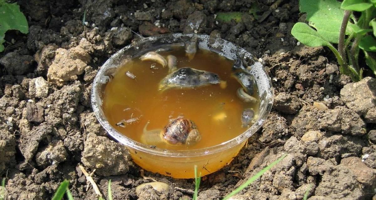 Trampa para caracoles cerveza