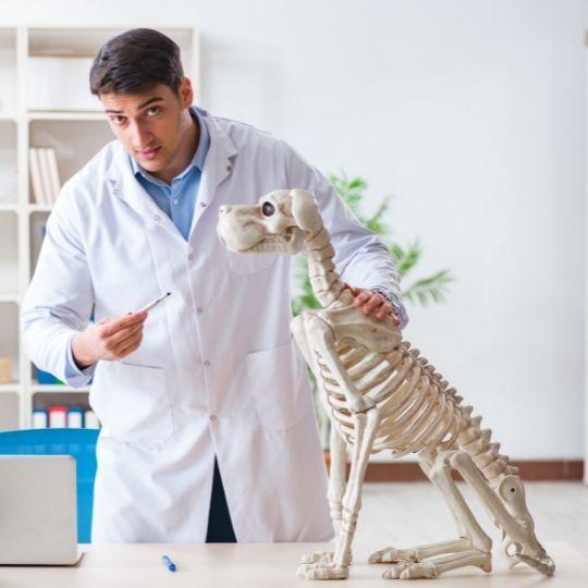 osteosarcoma en perros