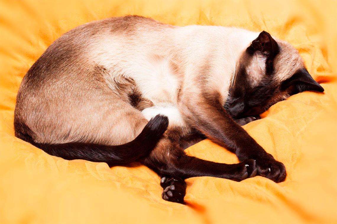 gatito durmiendo