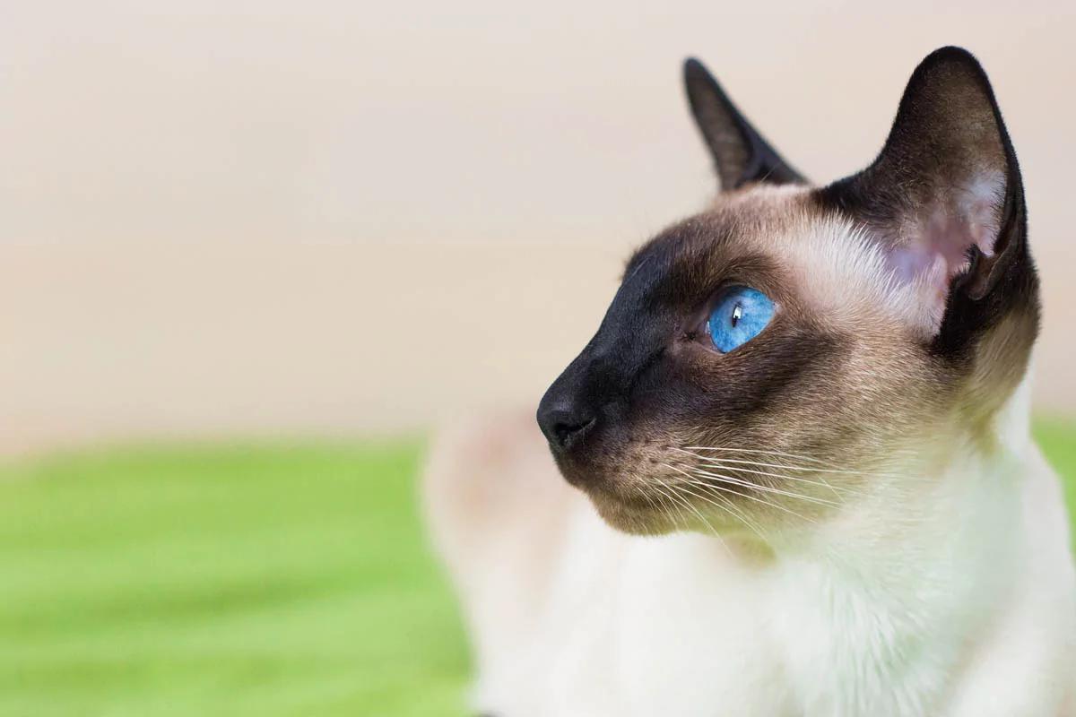 intensidad de color gato siamés