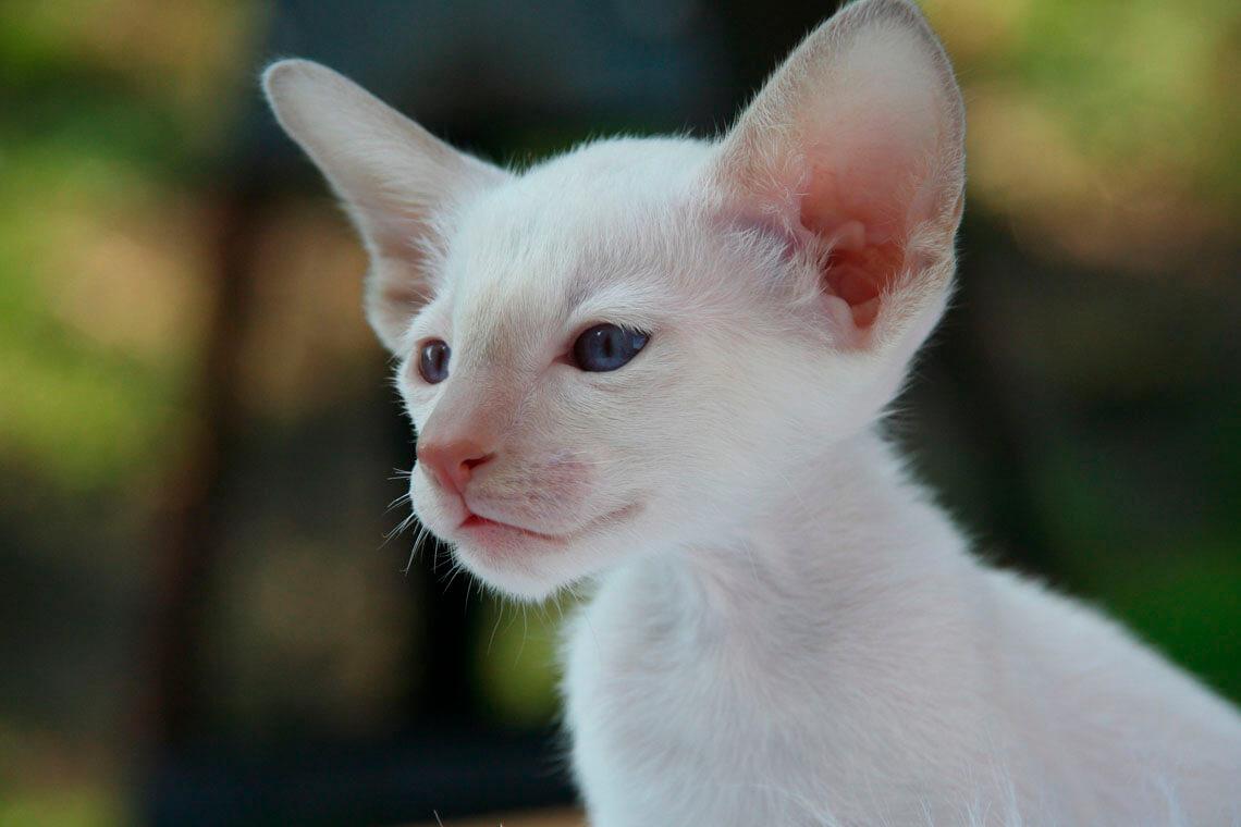 gatito siamés blanco