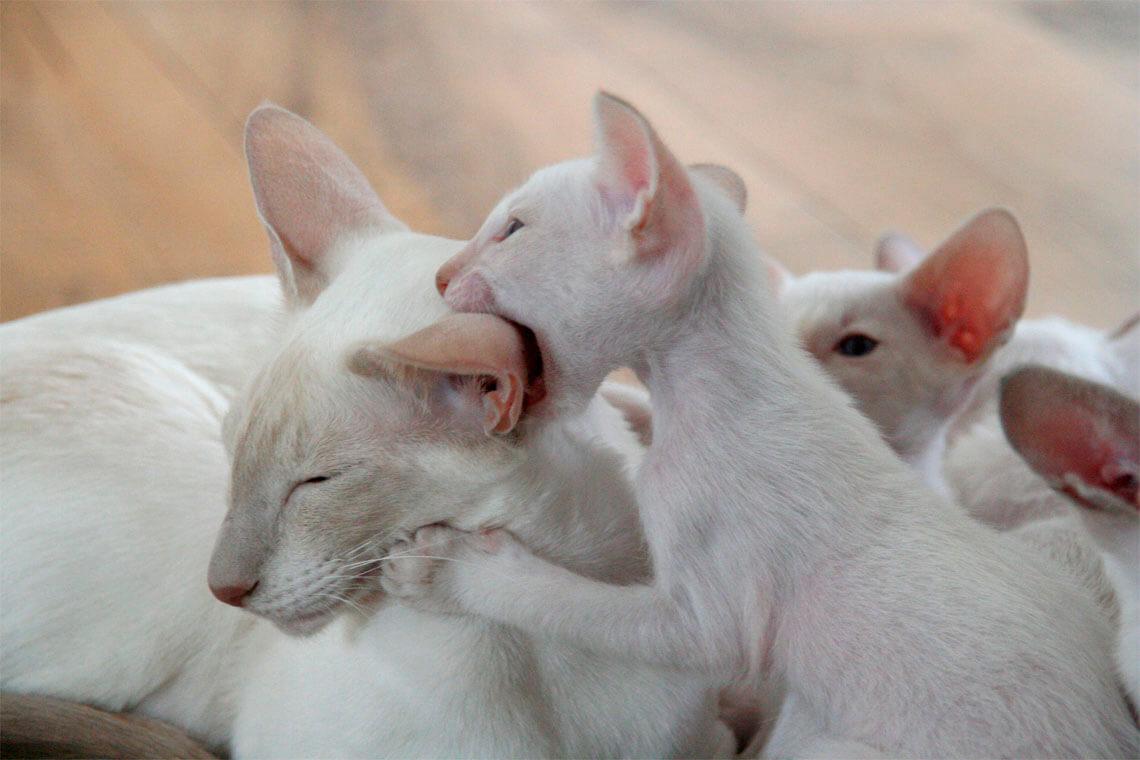gatitos blancos