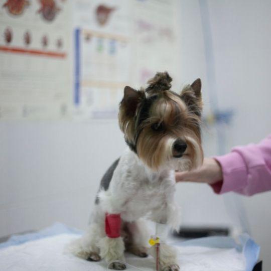 displasia de codo en perros