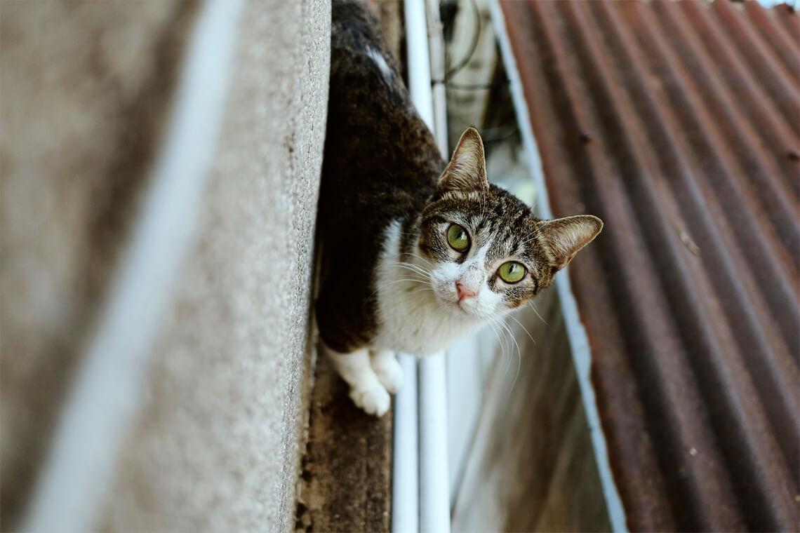 gato en tejado