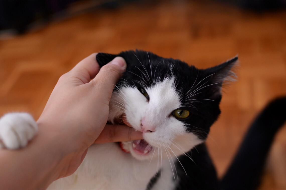 gato mordiendo