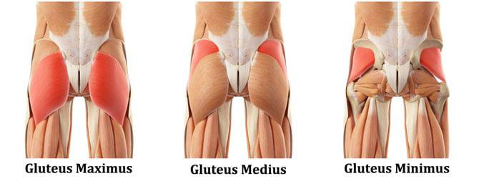 Image result for glutes