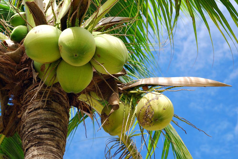 el arbol de coco