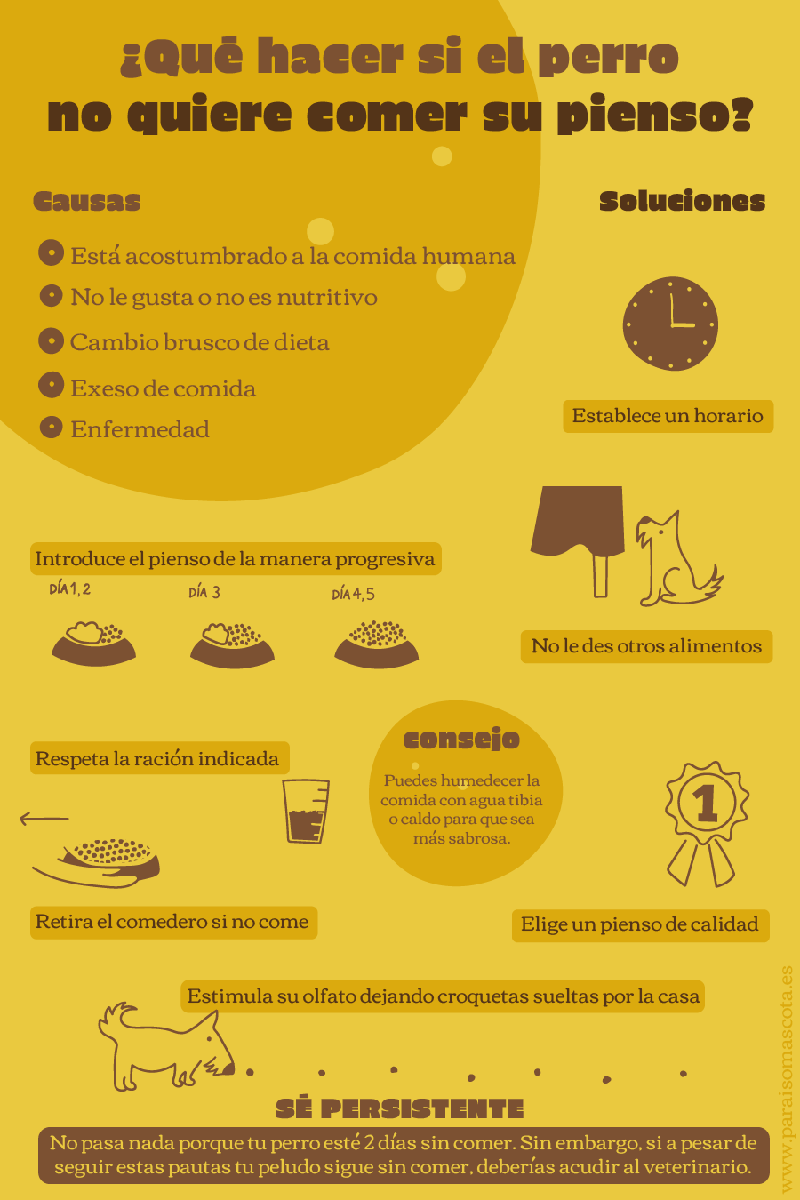 Infográfica: mi perro no quiere comer pienso causas y soluciones