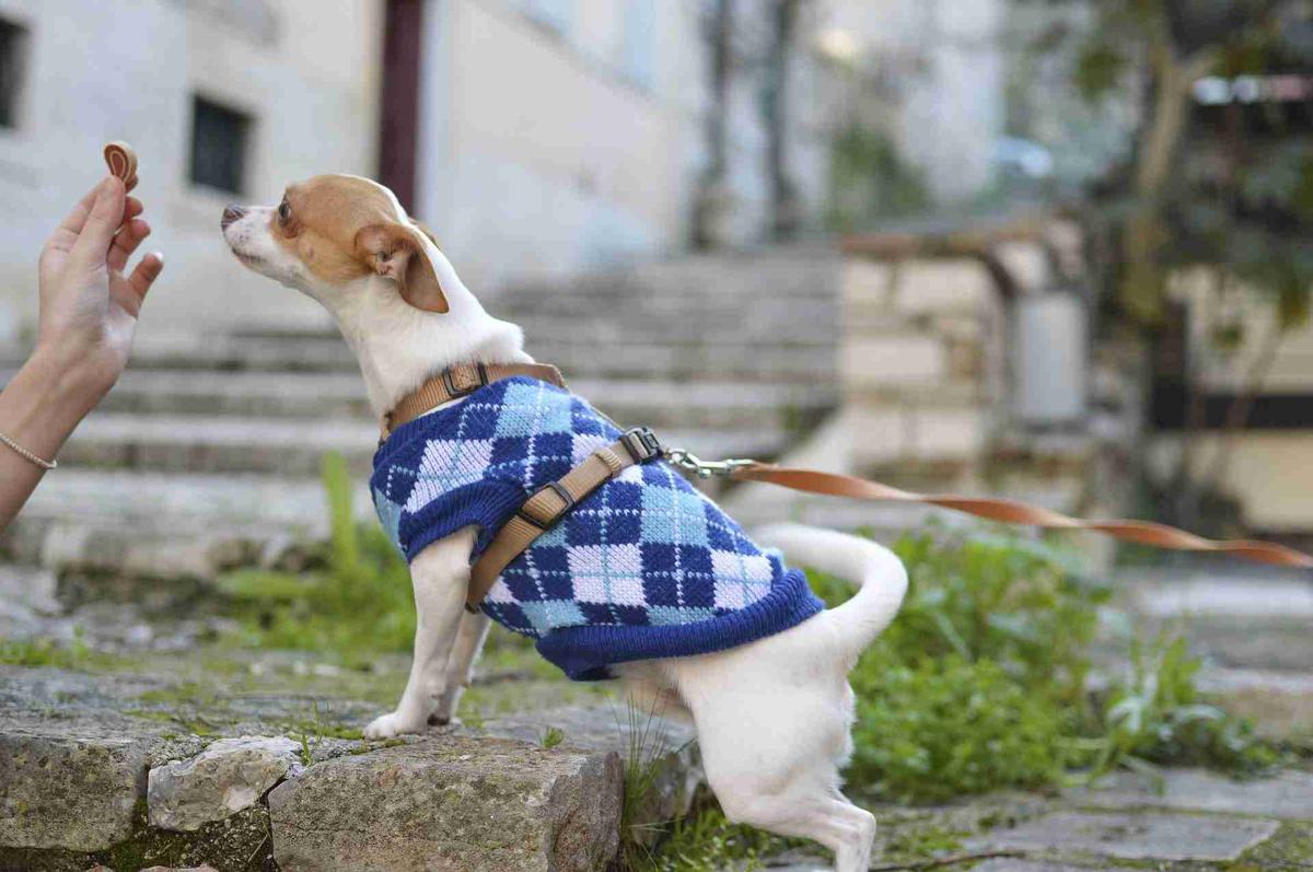 mi perro solo come de mi mano