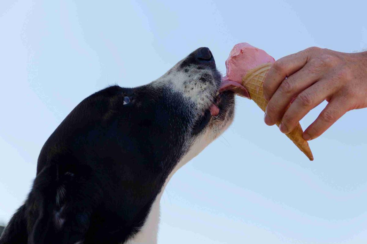 mi perro solo quiere comer comida humana