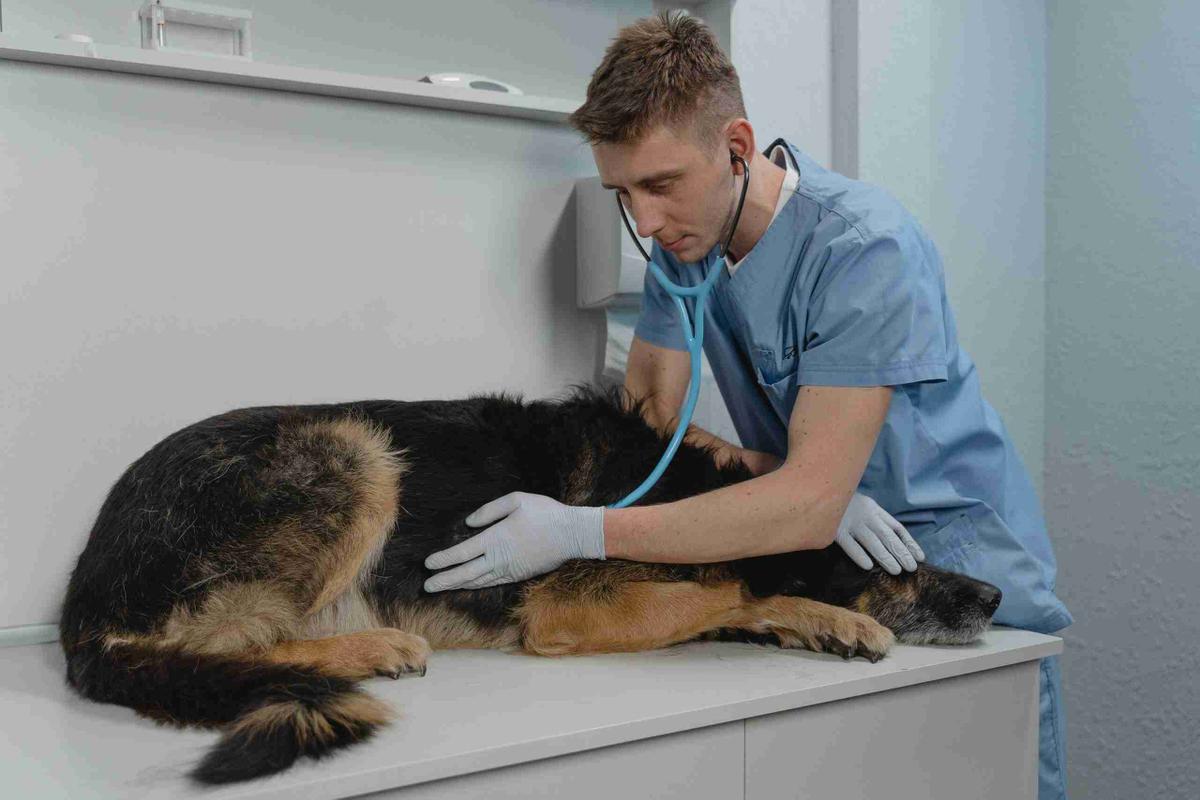un perro enfermo, pierde el apetito. Llévalo al veterinario