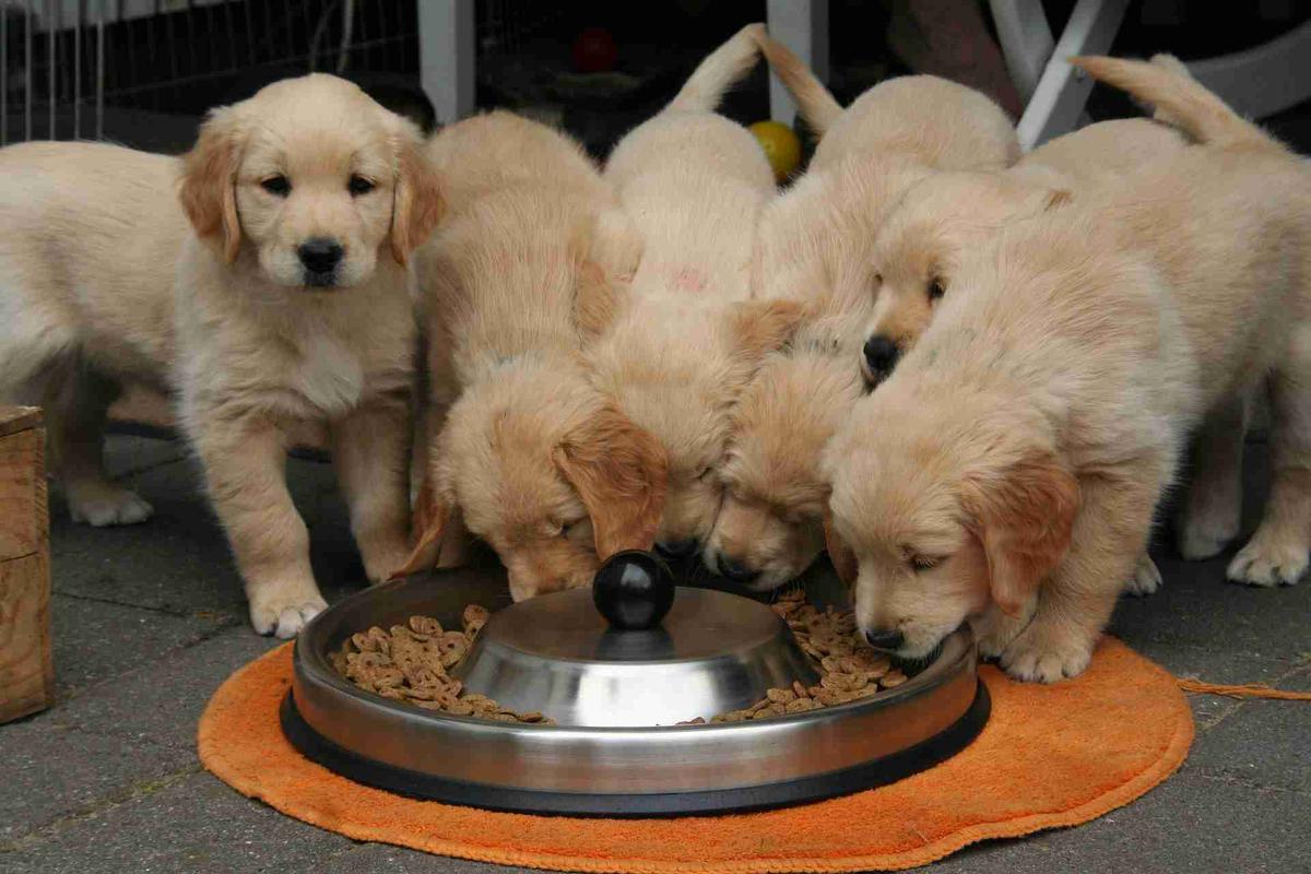 golden retriever comiendo pienso para perros