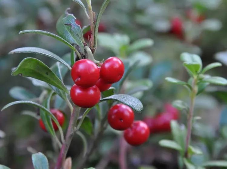 tratar la cistitis recurrente de uva ursi