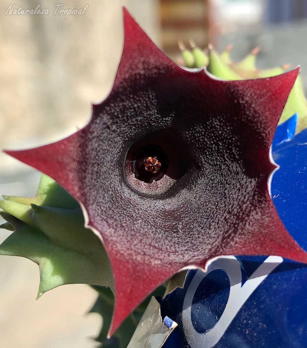 Vista de la flor característica de la planta suculenta Huernia ˡ Black Panther ˡ KMP 049