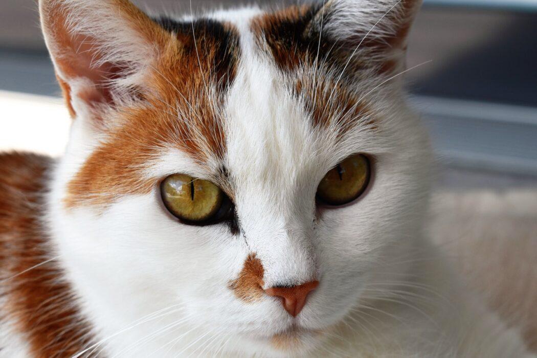 prevenir-piometra-en-gatos