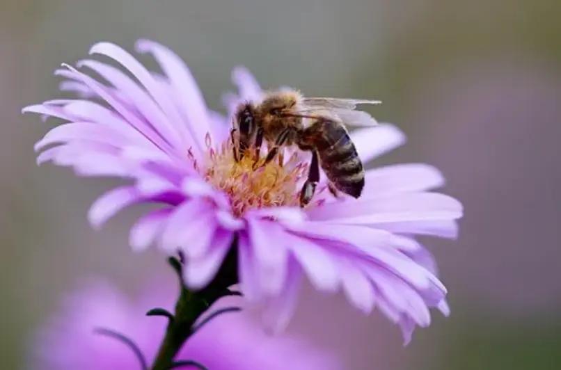 abeja comiendo polen