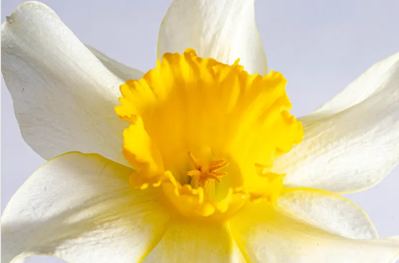 Flor blanca cercana