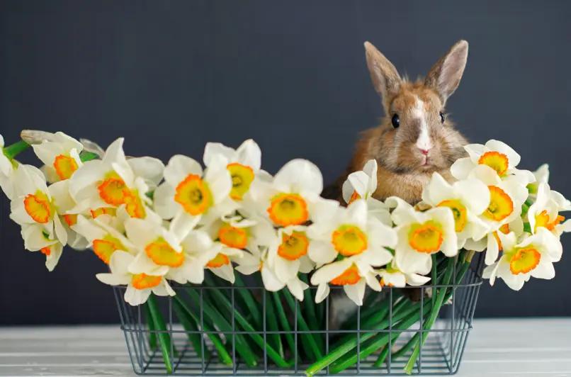 Conejo con flores blancas