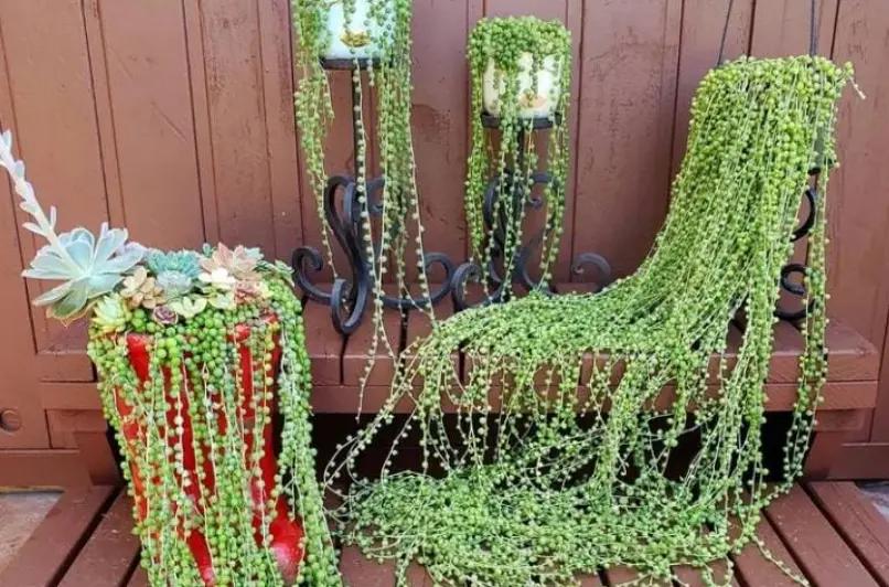 varias senecio colgantes maceta