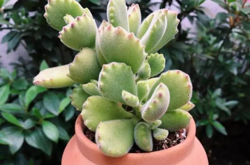 recipiente barro planta verde