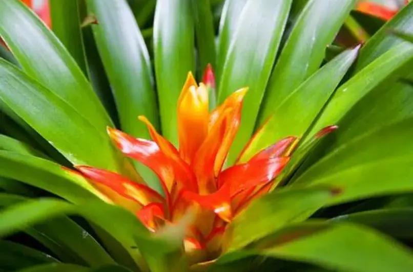 planta anaranjada hojas verdes