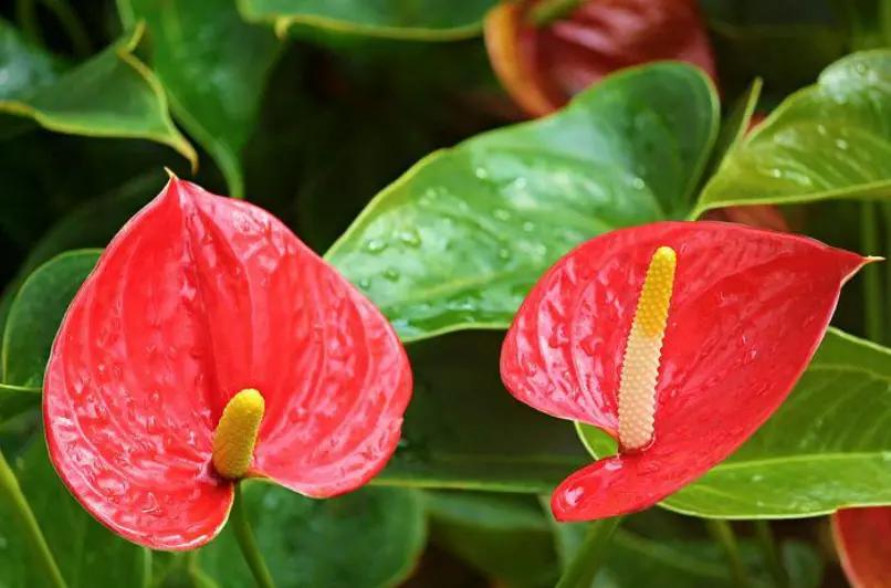 petalos grandes rojos