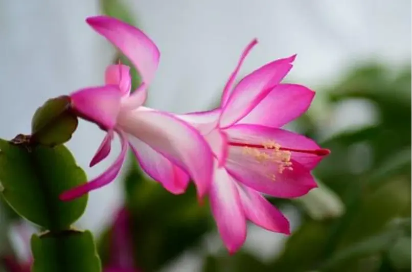dos flores rosas blanco