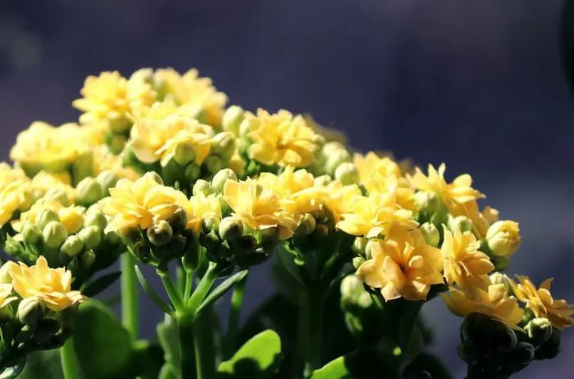 muchas florecitas amarillas