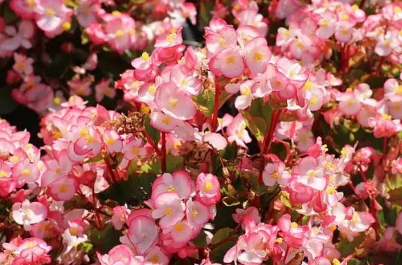 ramo flores chiquitas