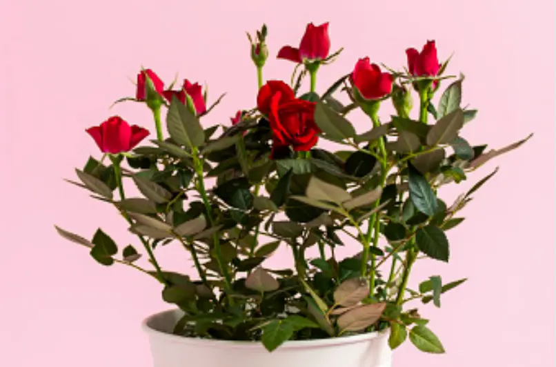 maceta rosas rojas