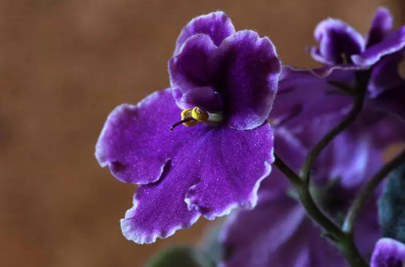 petalos asimetricos morados